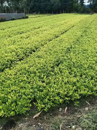 句容城市綠化帶種植什么植物好